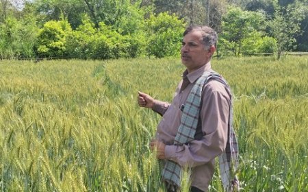 गेहूं, मक्की और हल्दी के दाम बढ़ने से संजीव और अन्य किसान गदगद