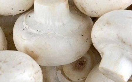 मशरूम खाद के अवशेषों से बिल्डिंग ब्लॉक होंगे तैयार,डीएमआर सोलन ने इस पर शुरू किया काम 