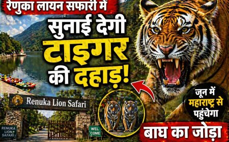 रेणुका लायन सफारी में गूंजेगी टाइगर की दहाड़ , जून में महाराष्ट्र से पहुंचेगा बाघ का जोड़ा , सीजेडए से मिली मंजूरी