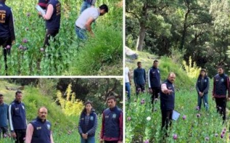 मंडी में 4 बीघे में हो रही थी अफीम की अवैध खेती, 1,38,655 पौधे पकड़े