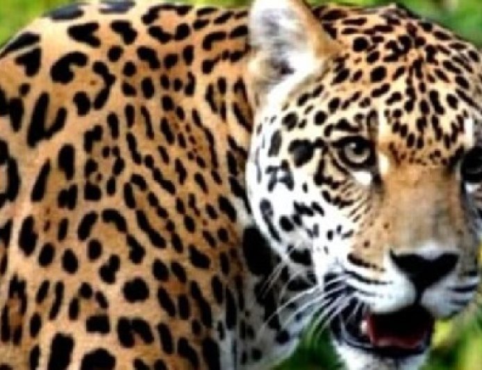 देहरादून जनपद के सहसपुर रेंज क्षेत्र में तेंदुआ के हमले में एक 55 वर्षीय व्यक्ति की मौत