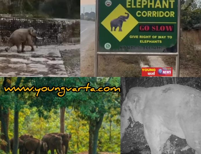 हिमाचल उत्तराखंड की सीमा पर जंगली हाथी की दस्तक , लोगों ने कैमरे में किए कैद किये दृश्य