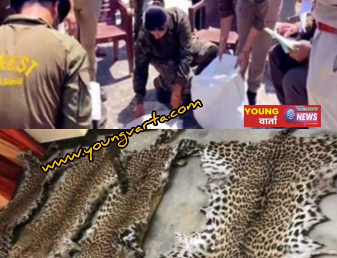 पांवटा साहिब में तेंदुए की खाल, पंजे और मूंछें बरामद , मामला दर्ज कर जांच में जुटी खाकी 