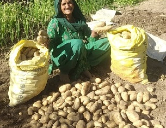 हरनेड़ के बुजुर्ग दंपत्ति ने प्राकृतिक खेती से पैदा की बंपर फसल,दो मरले जमीन में तैयार किया दो क्विंटल आलू