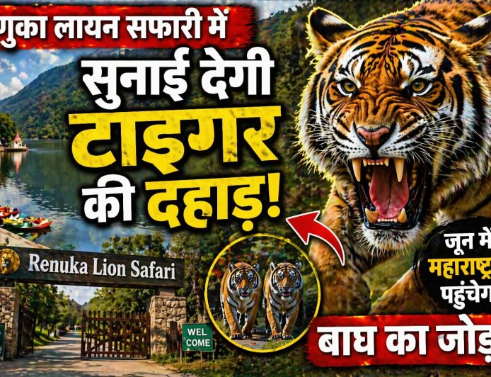 रेणुका लायन सफारी में गूंजेगी टाइगर की दहाड़ , जून में महाराष्ट्र से पहुंचेगा बाघ का जोड़ा , सीजेडए से मिली मंजूरी