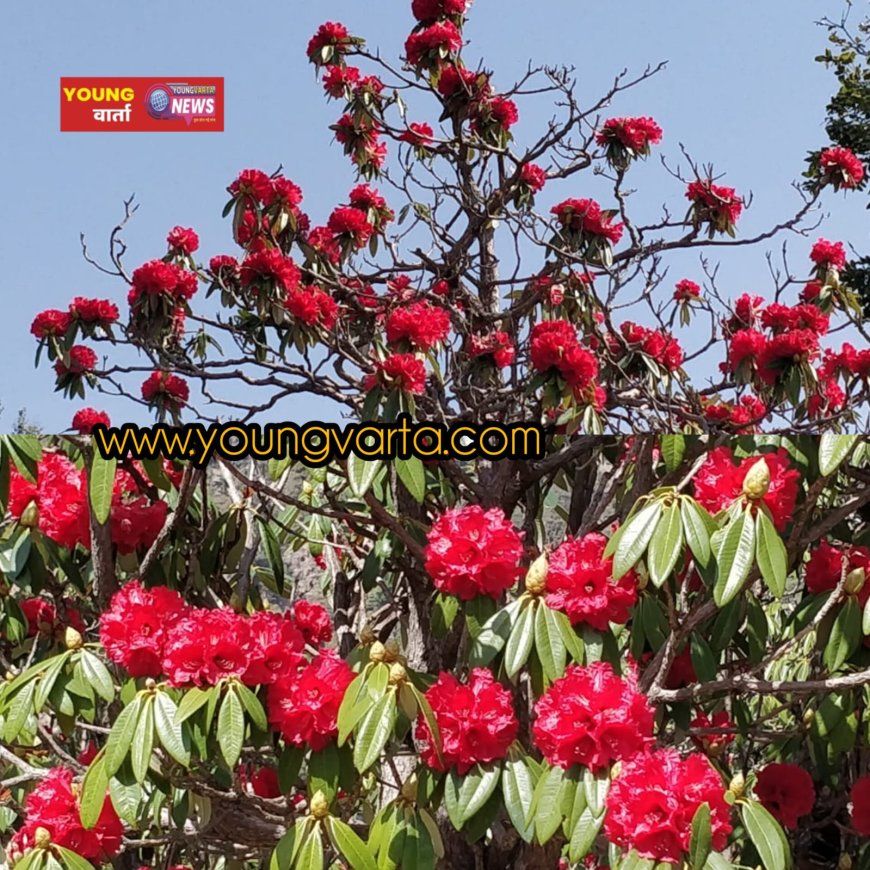 बुरांस के फूलों सराबोर हुई हिमाचल की पर्वत श्रृंखलाएं , बुरांस के फूल बने पर्यटकों के लिए आकर्षक का केंद्र  