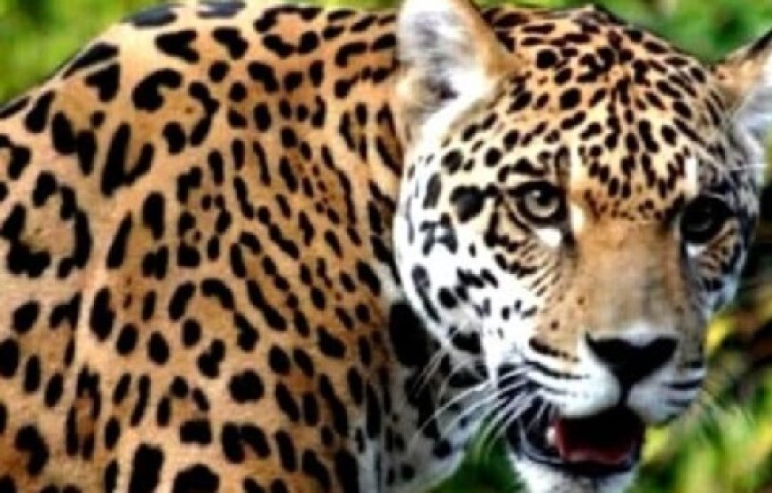 देहरादून जनपद के सहसपुर रेंज क्षेत्र में तेंदुआ के हमले में एक 55 वर्षीय व्यक्ति की मौत