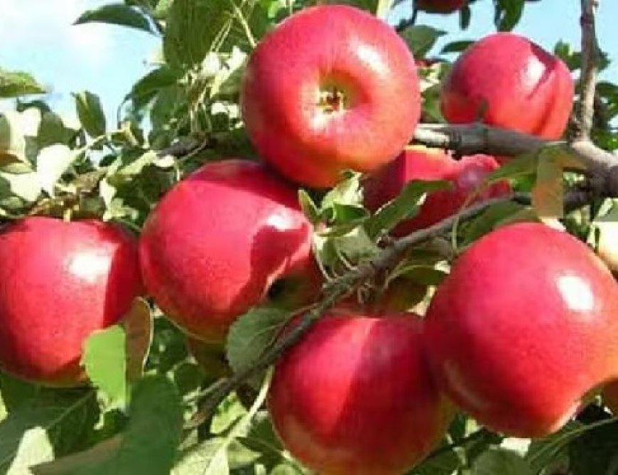 फलों के प्रति हेक्टेयर उत्पादन में हिमाचल प्रदेश की स्थिति जम्मू-कश्मीर से काफी पीछे