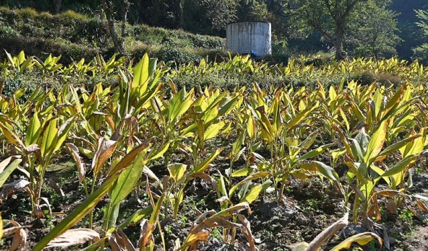 रंग लाने लगे ‘सुक्खू सरकार’ के प्रयास : प्राकृतिक खेती को प्रोत्साहन से मंडी में जुड़े 23 हजार से अधिक नए किसान