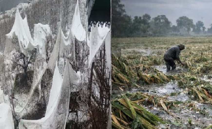 हिमाचल में बेमौसमी बारिश, बर्फबारी और ओलावृष्टि से किसानों की फसलें तबाह, सेब-गेहूं को भारी नुकसान