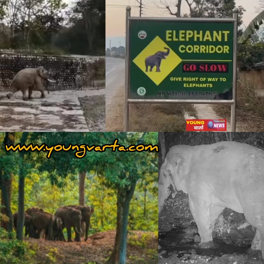 हिमाचल उत्तराखंड की सीमा पर जंगली हाथी की दस्तक , लोगों ने कैमरे में किए कैद किये दृश्य