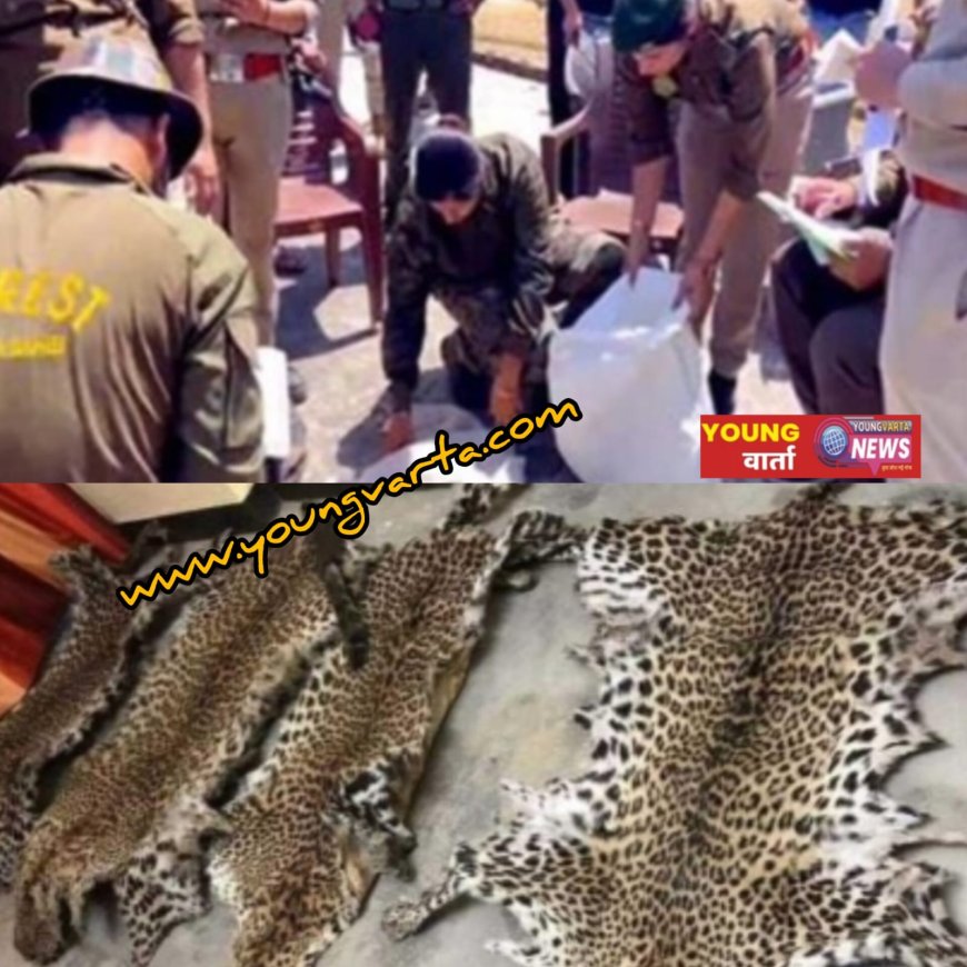 पांवटा साहिब में तेंदुए की खाल, पंजे और मूंछें बरामद , मामला दर्ज कर जांच में जुटी खाकी 