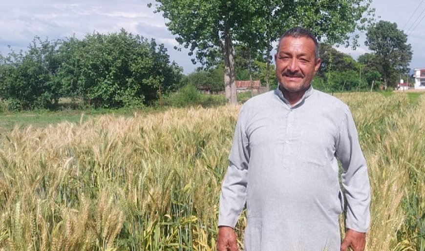 प्राकृतिक खेती को बड़े पैमाने पर बढ़ावा दे रही सुक्खू सरकार, एमएसपी बढ़ने से किसानों में बढ़ा भरोसा