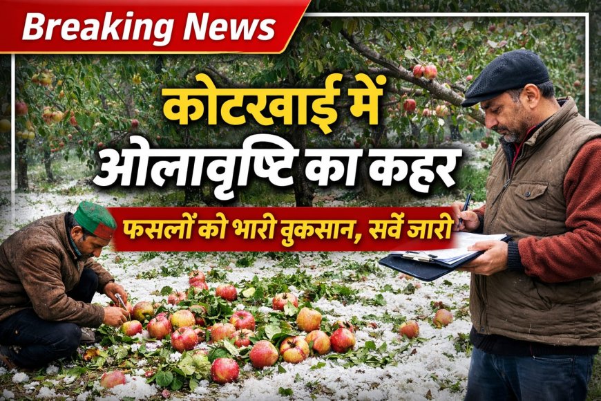 कोटखाई में ओलावृष्टि से नुकसान का सर्वे जारी , पटवारी तैयार कर रहे नुक्सान की रिपोर्ट  