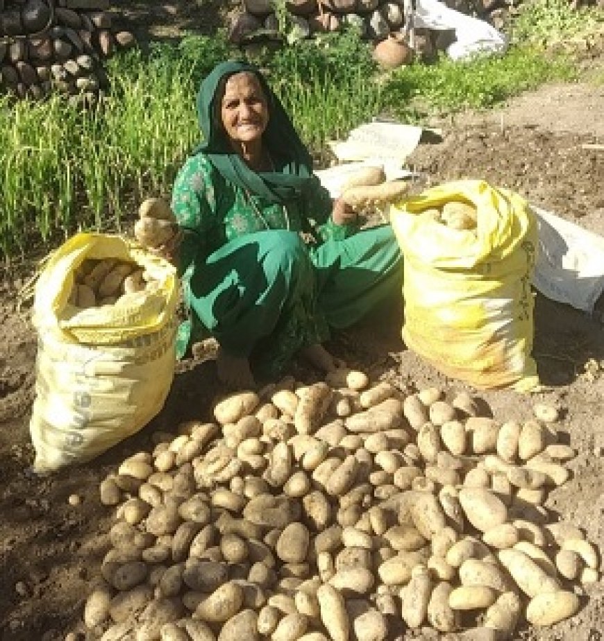 हरनेड़ के बुजुर्ग दंपत्ति ने प्राकृतिक खेती से पैदा की बंपर फसल,दो मरले जमीन में तैयार किया दो क्विंटल आलू