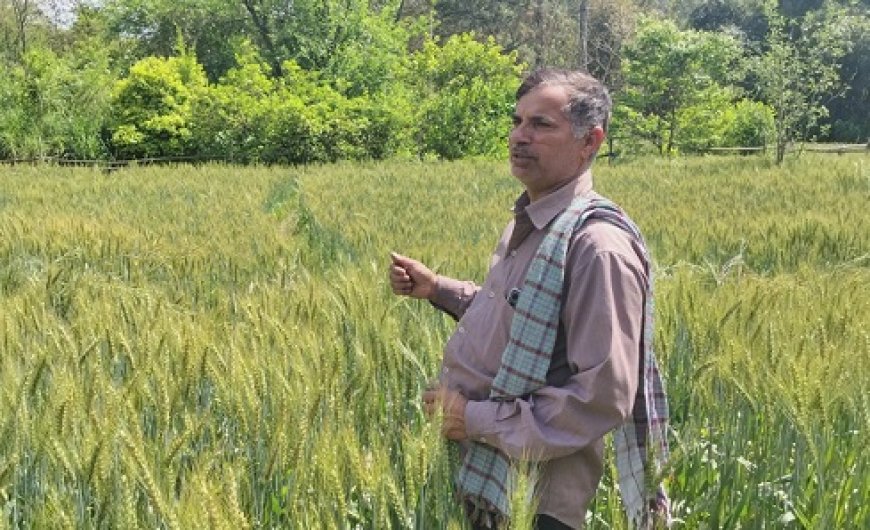 गेहूं, मक्की और हल्दी के दाम बढ़ने से संजीव और अन्य किसान गदगद