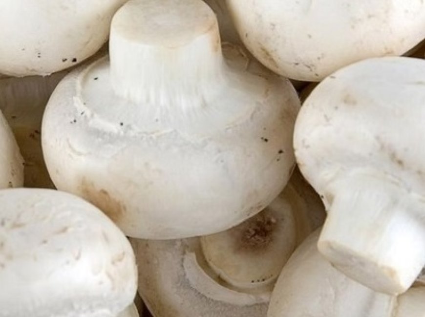 मशरूम खाद के अवशेषों से बिल्डिंग ब्लॉक होंगे तैयार,डीएमआर सोलन ने इस पर शुरू किया काम 