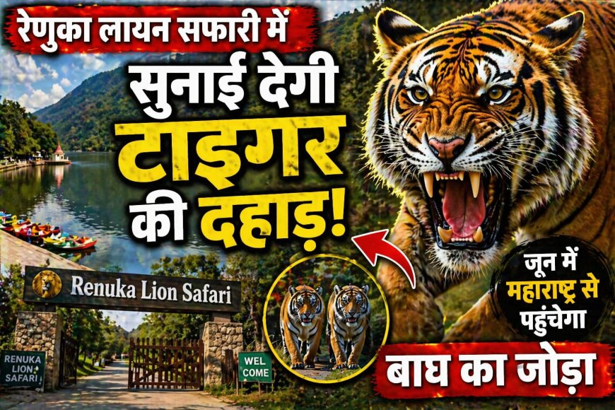 रेणुका लायन सफारी में गूंजेगी टाइगर की दहाड़ , जून में महाराष्ट्र से पहुंचेगा बाघ का जोड़ा , सीजेडए से मिली मंजूरी