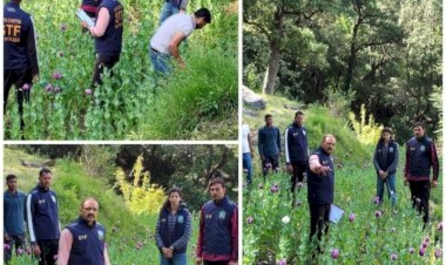 मंडी में 4 बीघे में हो रही थी अफीम की अवैध खेती, 1,38,655 पौधे पकड़े