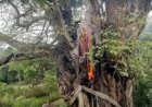पीपल के पेड़ पर गिरी आसमानी बिजली, 2  गौवंश  की गई जान