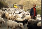 गर्मी से निजात पाने के लिए भेड़पालक चले पहाड़ों की ओर