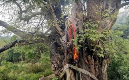 पीपल के पेड़ पर गिरी आसमानी बिजली, 2  गौवंश  की गई जान