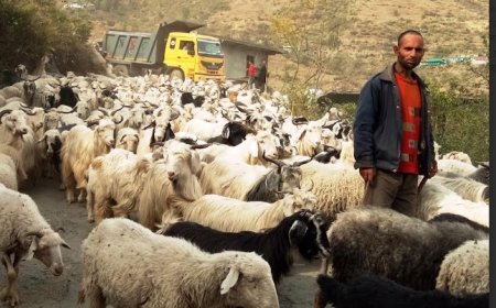 गर्मी से निजात पाने के लिए भेड़पालक चले पहाड़ों की ओर