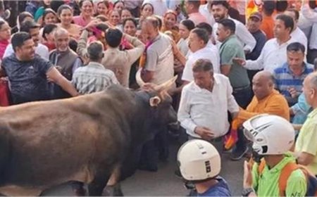 जीत का जश्न मना रही भीड़ पर सांड ने किया हमला, मची भगदड़, 7 लोग घायल