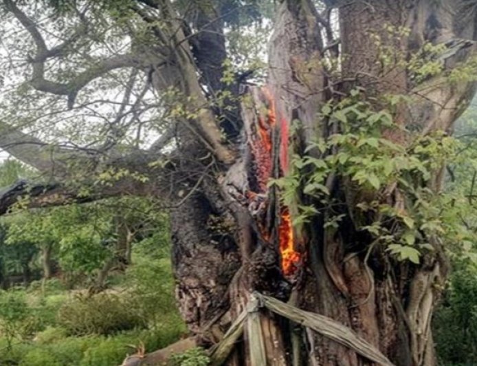 पीपल के पेड़ पर गिरी आसमानी बिजली, 2  गौवंश  की गई जान