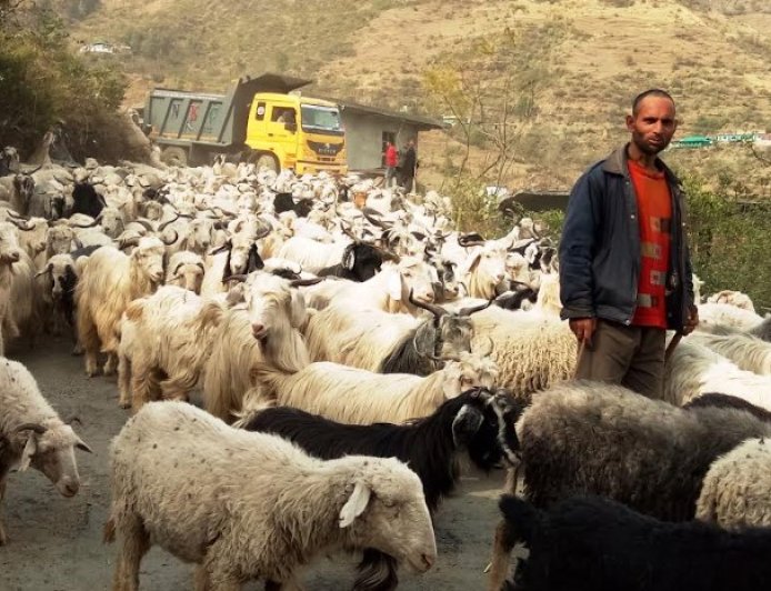 गर्मी से निजात पाने के लिए भेड़पालक चले पहाड़ों की ओर