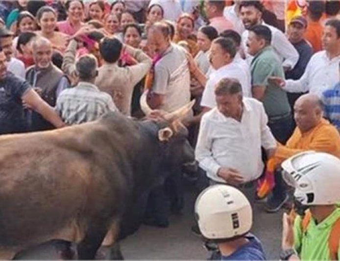 जीत का जश्न मना रही भीड़ पर सांड ने किया हमला, मची भगदड़, 7 लोग घायल
