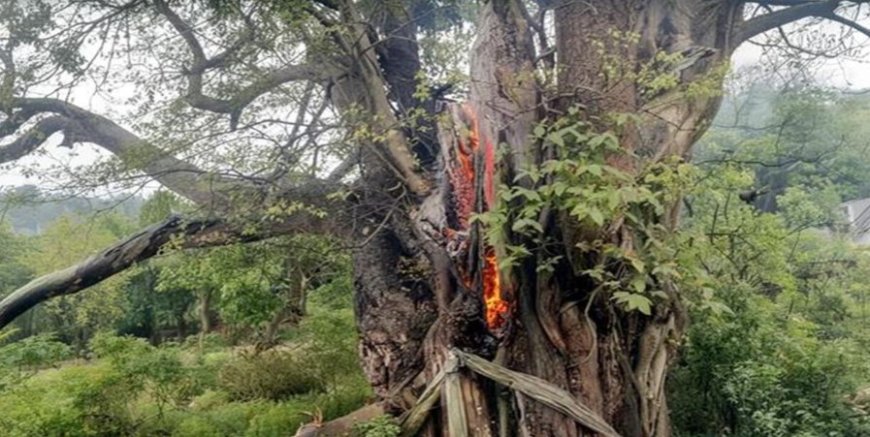 पीपल के पेड़ पर गिरी आसमानी बिजली, 2  गौवंश  की गई जान