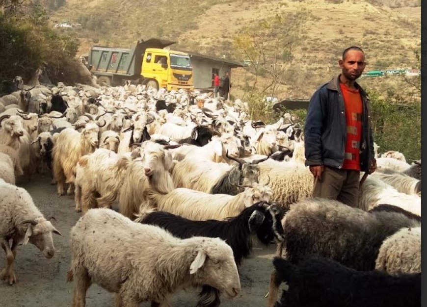 गर्मी से निजात पाने के लिए भेड़पालक चले पहाड़ों की ओर