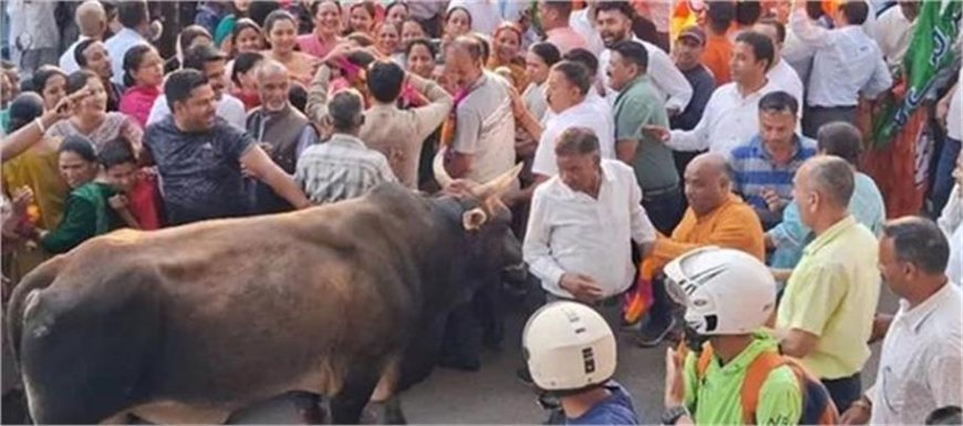जीत का जश्न मना रही भीड़ पर सांड ने किया हमला, मची भगदड़, 7 लोग घायल