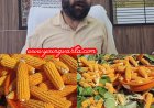 कृषि विभाग किसानों को उपलब्ध करवाया रहा उत्तम क्वालिटी का मक्की बीज,  15 जून से शुरू होगी मक्की की बिजाई