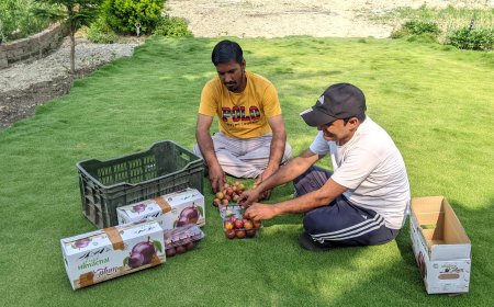 महाराष्ट्र की मंडियों में पहुंचा बल्ह व सुन्दर नगर का प्लम: एचपी शिवा परियोजना ने दिलाई नई पहचान
