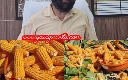 कृषि विभाग किसानों को उपलब्ध करवाया रहा उत्तम क्वालिटी का मक्की बीज,  15 जून से शुरू होगी मक्की की बिजाई