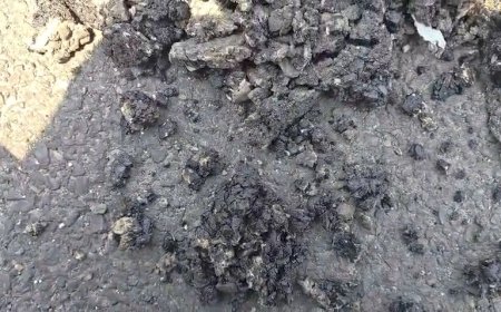 कफोटा -कोटि सड़क निर्माण में भ्रष्टाचार के आरोप, समाजसेवी नाथूराम चौहान ने उठाए सवाल