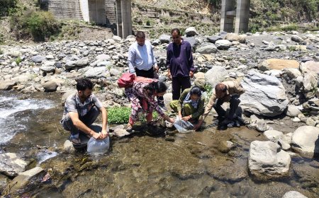 उहल नदी में महाशीर मछली के 5 हजार बड़े आकार के बीज का संचयन