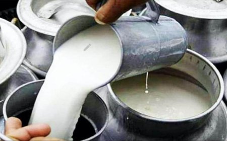 प्रदेश में भैंस के दूध का मूल्य 71 रुपए, अब हर पशुपालक से रोजाना इतने लीटर दूध खरीदेगी सरकार