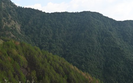 वन संरक्षण से पारिस्थितिक संतुलन एवं समावेशी विकास की दिशा में प्रतिबद्ध ‘सुक्खू सरकार’