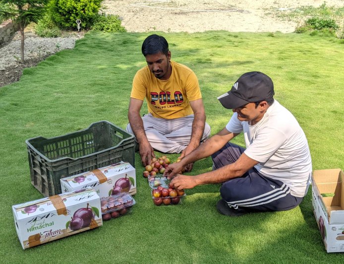 महाराष्ट्र की मंडियों में पहुंचा बल्ह व सुन्दर नगर का प्लम: एचपी शिवा परियोजना ने दिलाई नई पहचान