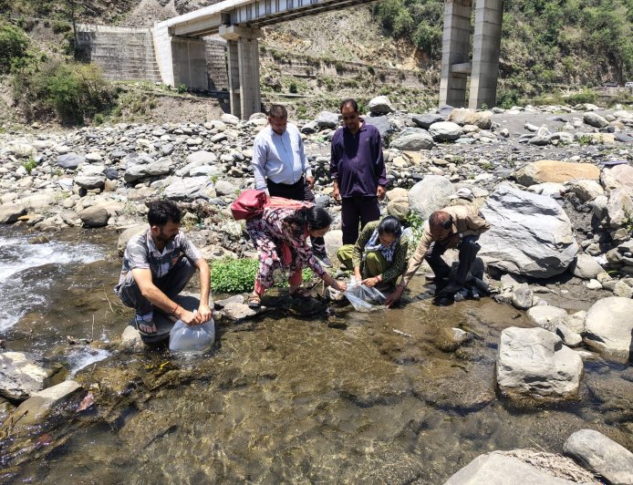 उहल नदी में महाशीर मछली के 5 हजार बड़े आकार के बीज का संचयन