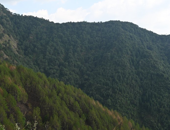 वन संरक्षण से पारिस्थितिक संतुलन एवं समावेशी विकास की दिशा में प्रतिबद्ध ‘सुक्खू सरकार’
