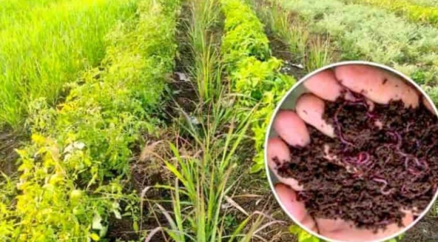 सिरमौर में चलेगा खेत बचाओ अभियान, खेतों में उतरेंगे वैज्ञानिक और कृषि विभाग के अधिकारी