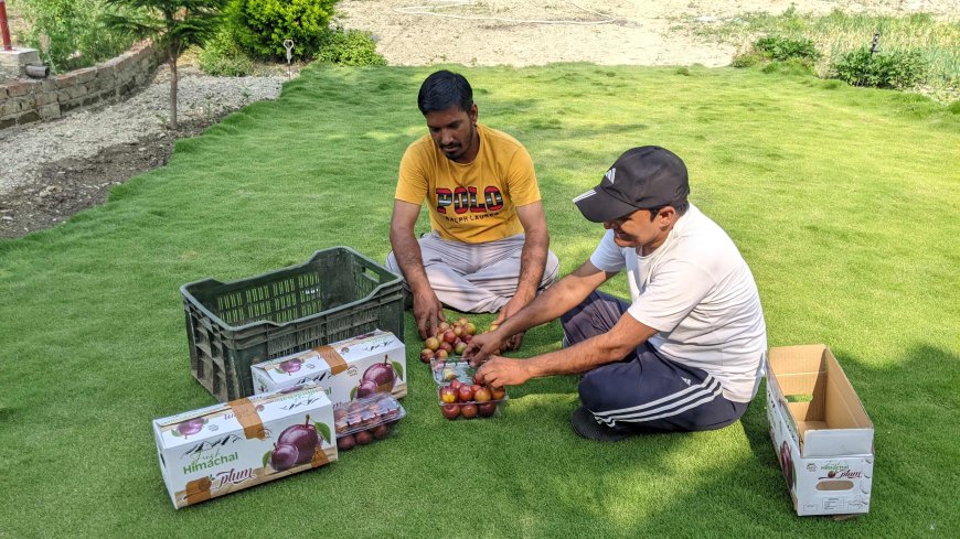 महाराष्ट्र की मंडियों में पहुंचा बल्ह व सुन्दर नगर का प्लम: एचपी शिवा परियोजना ने दिलाई नई पहचान