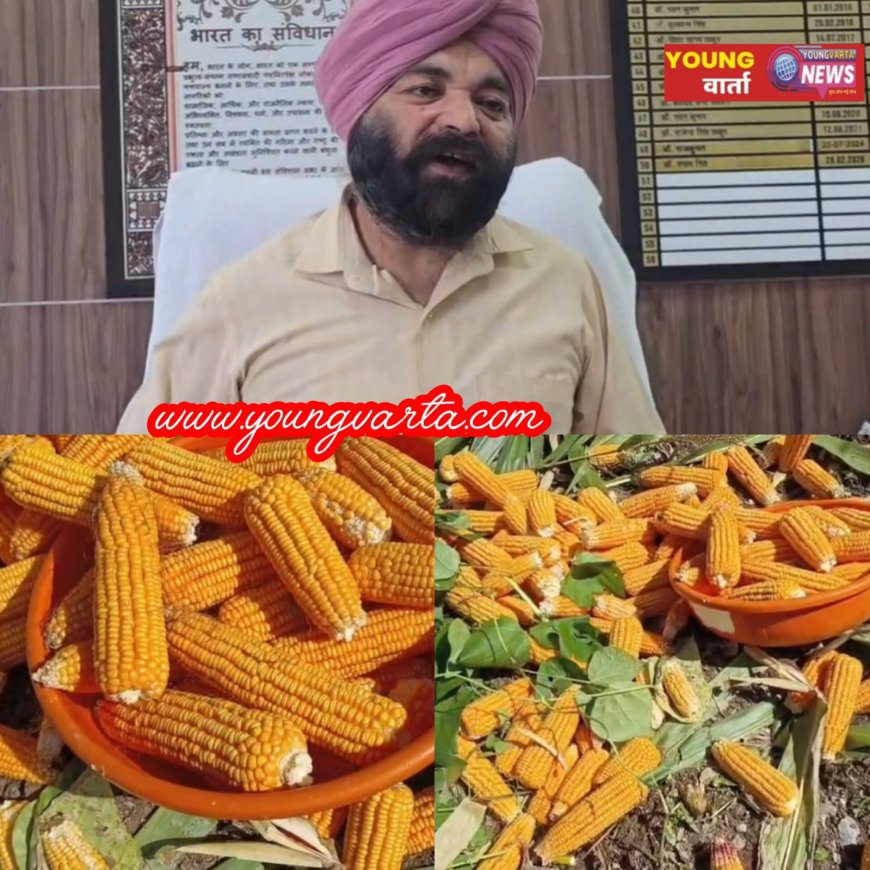 कृषि विभाग किसानों को उपलब्ध करवाया रहा उत्तम क्वालिटी का मक्की बीज,  15 जून से शुरू होगी मक्की की बिजाई