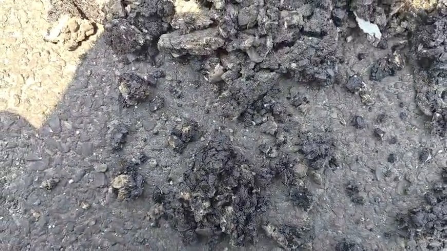 कफोटा -कोटि सड़क निर्माण में भ्रष्टाचार के आरोप, समाजसेवी नाथूराम चौहान ने उठाए सवाल