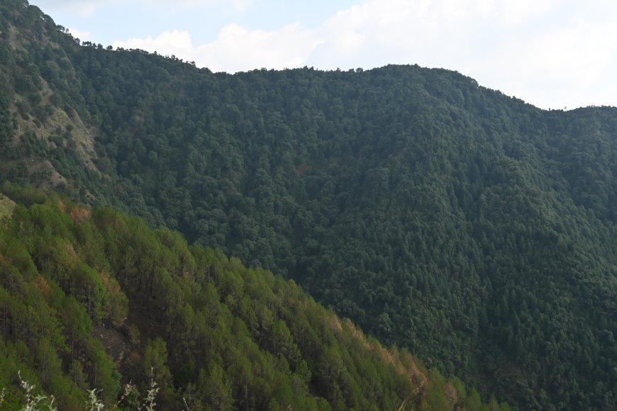 वन संरक्षण से पारिस्थितिक संतुलन एवं समावेशी विकास की दिशा में प्रतिबद्ध ‘सुक्खू सरकार’