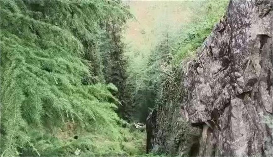 गहरी खाई में गिरी पिकअप, 24 वर्षीय युवक की मौत, एक गंभीर